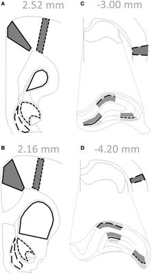 Effects of Immune Activation during Early or Late Gestation on N-Methyl-d-Aspartate Receptor Measures in Adult Rat Offspring